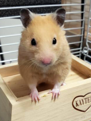 male syrian hamster